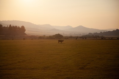 A cow stands in a field under a smoky sky