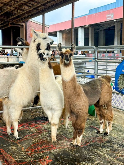 Alpacas at the state fair