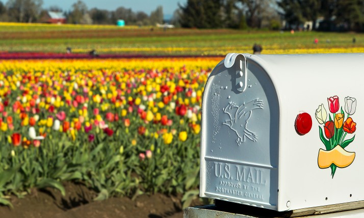 Tulips and Mailbox