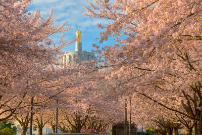 Cherry blossoms flourish in front of the Oregon State Capitol