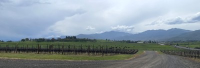 Vineyards and an open field on a cloudy dat