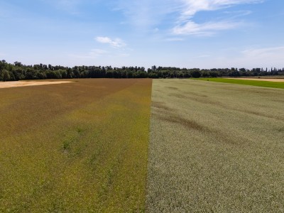 Kenagy family farm in Albany