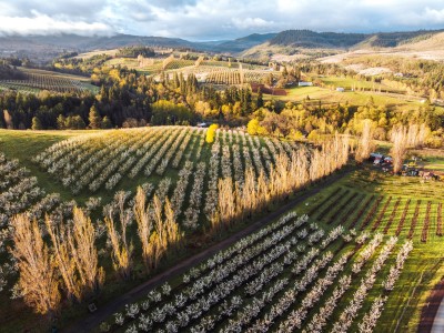 A colorful landscape of bright green rolling hills with clear lines of orchard trees blooming pink. In the distance are blue hills and fluffy clouds.