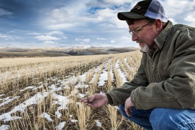 A man crouched in a field with a smattering of snow on the ground. He's holding a kernel of wheat. In the background are rolling, arid hills and a blue sky with scattered clouds.