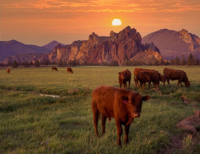 Cattle grazing in front of towering rock formations backed by an orange sunset