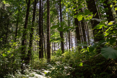 A sunlit forest with a dense understory of ferns and a canopy of vibrant green leaves catching the sun