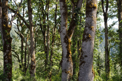The textured trunks of Oregon White Oak are clustered in a dense forest