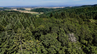 Aerial photo of a forested landscape. Different stands of trees are visible among the green hillsides.