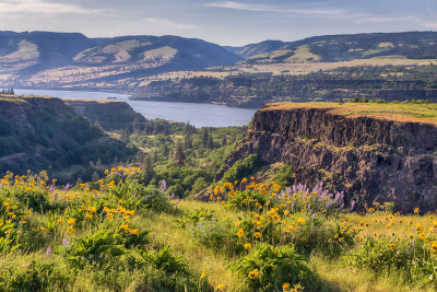 Rowena Plateau in bloom, with many yellow, sunflower-like balsamroot and some purple lupine growing atop dramatic cliffs, with a wide, blue river (the Columbia) in the background.