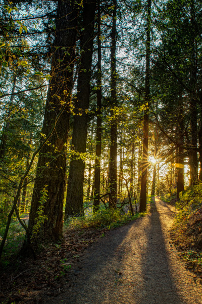 Sunbeams streaming through a thick forest with a hiking trail