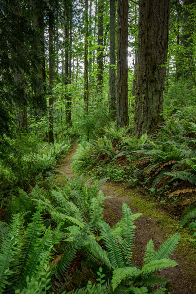 A dirt trail through lush, green forest. There are many ferns growing thickly in the understory.