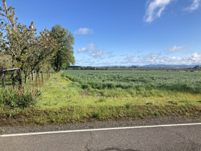 A large field of crops, next to a yard with blooming trees and ornamental plants