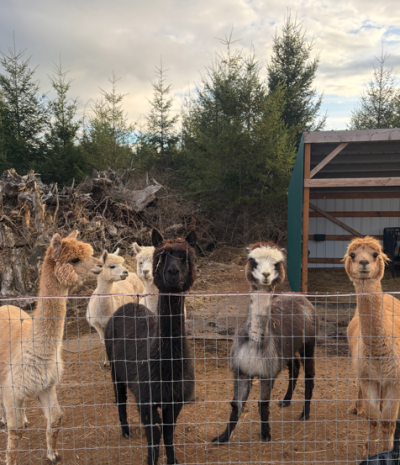 A group of alpacas, ranging from white to tan to dark brown, in a forested setting