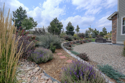 A xeriscaped yard with many pale green plants, rocks, and a broad gravel border around a home.