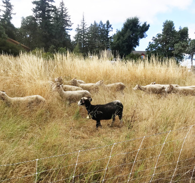 A goat with a large brass bell on its neck shepherds a group of sheep eating tall grass