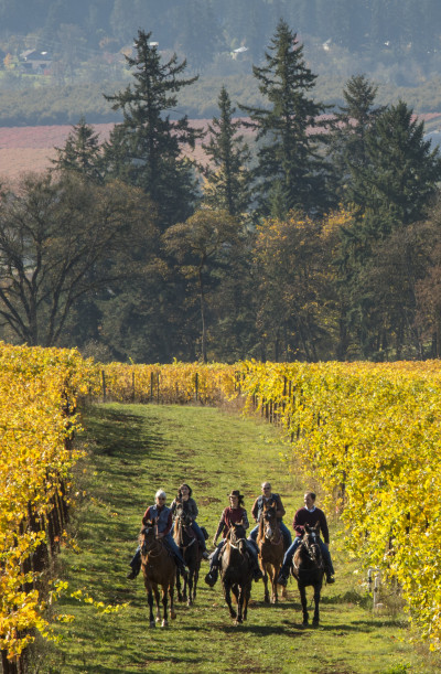 A group of five people on five brown horses ride through a vineyard on a hillside overlooking a forested valley. The vineyard has vibrant yellow fall foliage.