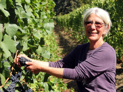 A woman in a purple shirt picking grapes in a lush vineyard