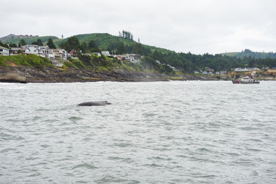 The back of a whale sticks out of gray ocean waters, with a green hillside with scattered homes along it