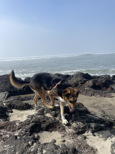 A black, brown, and white dog with a harness walks on sand and rocks alongside blue waters