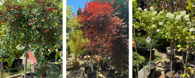 Three-panel image with various plants. On the left is a small tree with deep-green leaves and round, red fruit. In the middle is a red-leaved tree (Japanese maple). On the right is a small, yellow-green-leaved tree with fluffy clusters of white flowers.