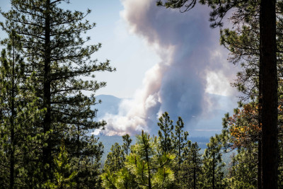A column of smoke rising from a distant hillside, framed by pine trees