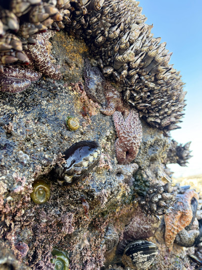 Mussels, barnacles, sea stars, and sea anemones on a rock