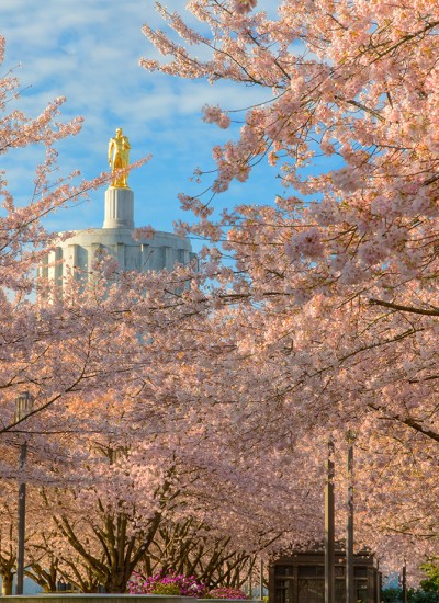 Cherry blossoms flourish in front of the Oregon State Capitol