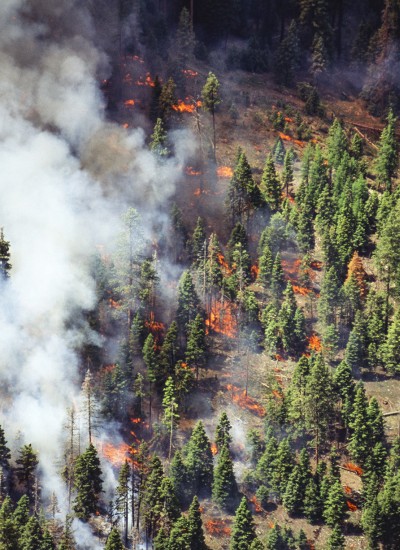 An aerial view shows a wildfire advancing on a stand of green, untouched trees