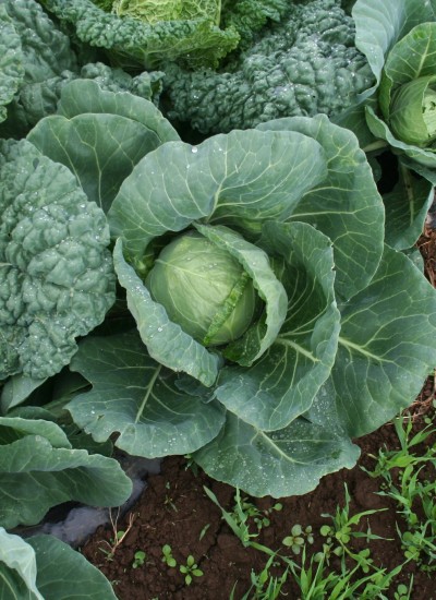 Cabbage up close, planted in a row