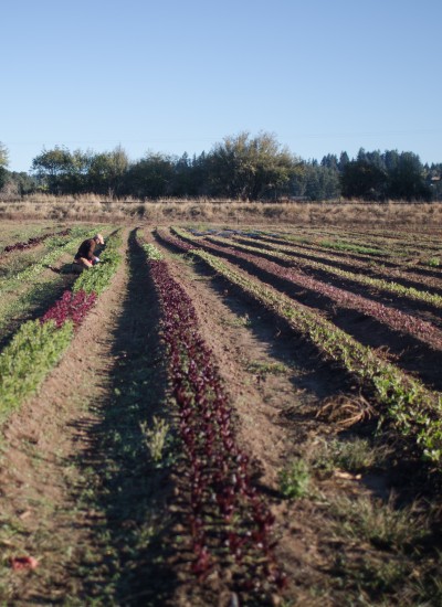 A person crouches down in a row of many-colored crops