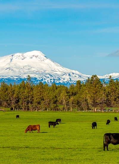 Cattle in a field with mountains in the background