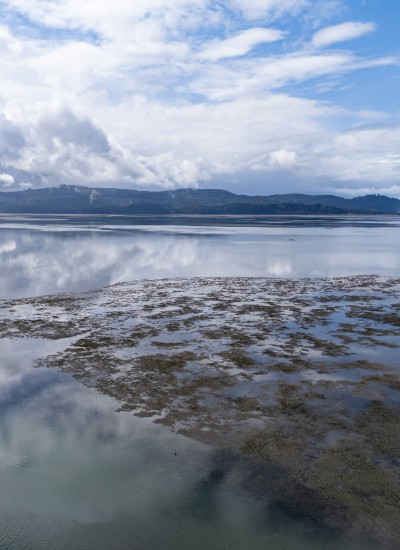Patches of eelgrass on mudflats appear at low tide in Tillamook Bay