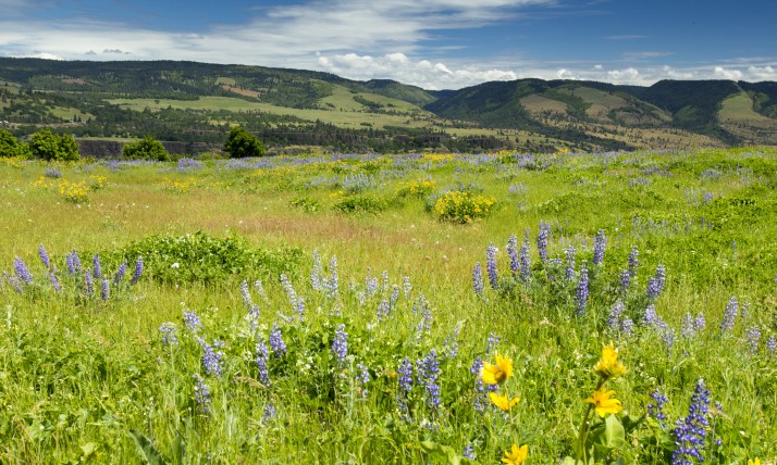 Wildflowers at McCall Point