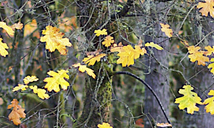 Oregon Oak Leaves in Autumn