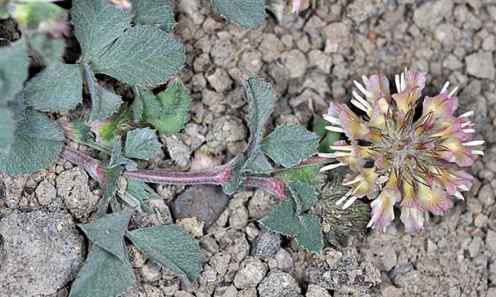 Oregon Clover