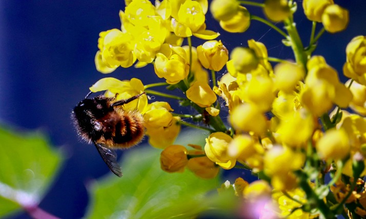 A bee tends to a cluster of Oregon grape flowers