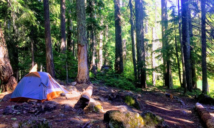 Tent Camping the forests of Mount Hood