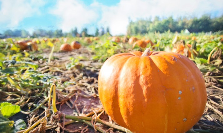 Pumpkin Patch Season in Oregon