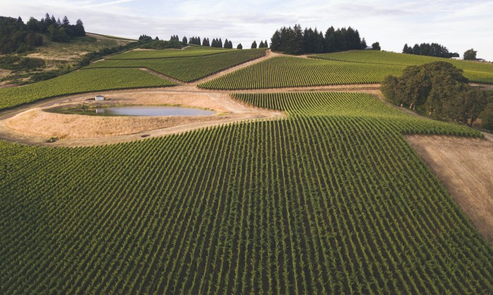 Oregon vineyard land