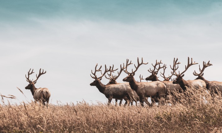 Elk in a field