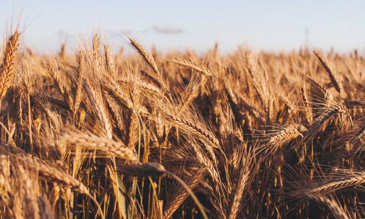 Wheat field