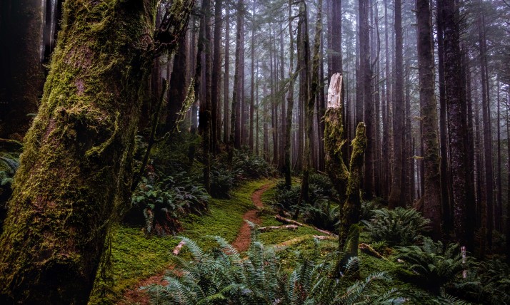 Siuslaw Forest