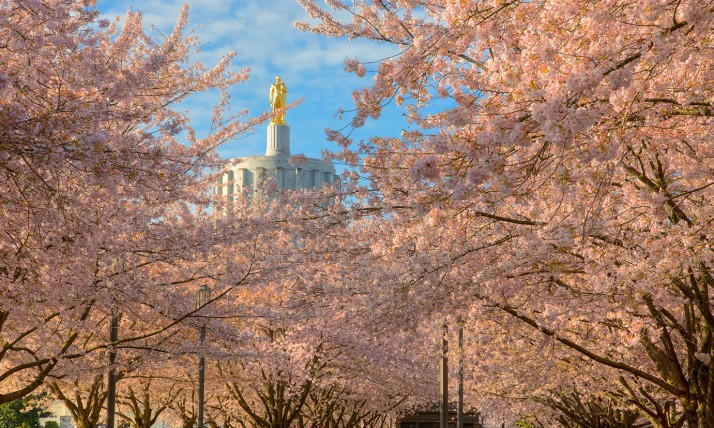 Cherry blossoms flourish in front of the Oregon State Capitol