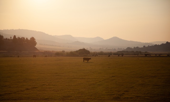 A cow stands in a field under a smoky sky