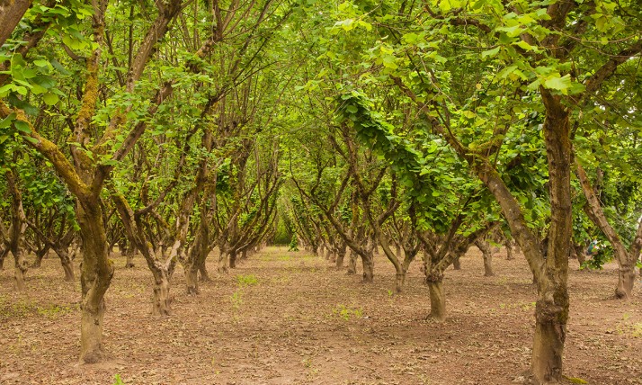 Hazelnut orchard