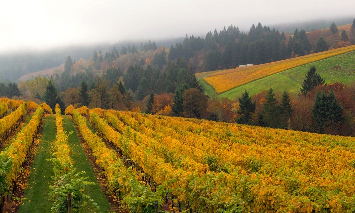 A landscape photo of a vineyard on a hillside, with yellow-and-green vines  and fog in the distance