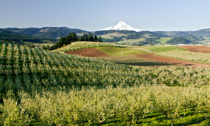 Agricultural fields on rolling hills with Mt. Hood in the distance
