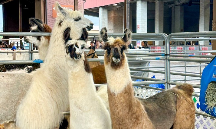 Alpacas at the state fair