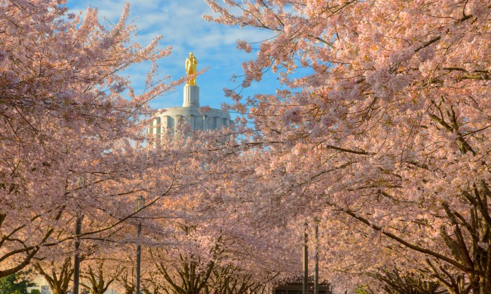 A view of the Salem capitol building through blooming pink cherry blossoms
