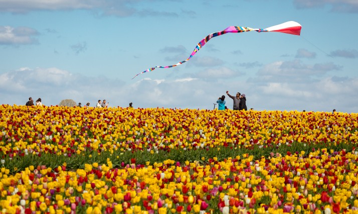 People fly a large kite over a field of tulips